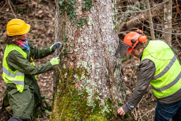 Best Residential Tree Removal  in Lowell, NC