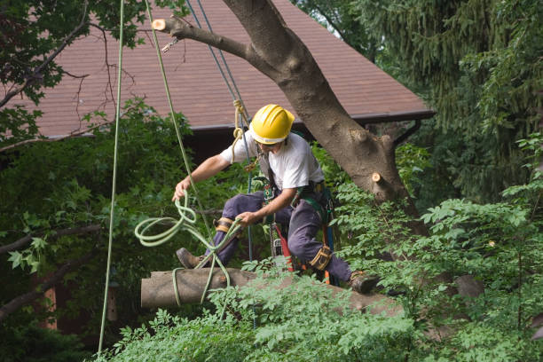 Best Tree Preservation Services  in Lowell, NC