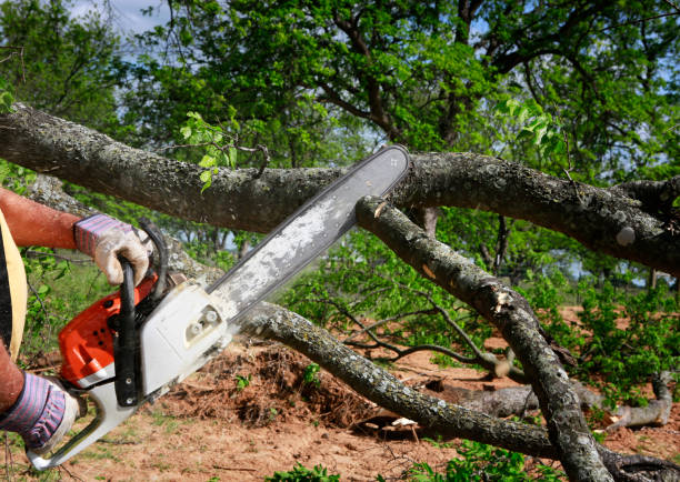  Lowell, NC Tree Removal Services Pros